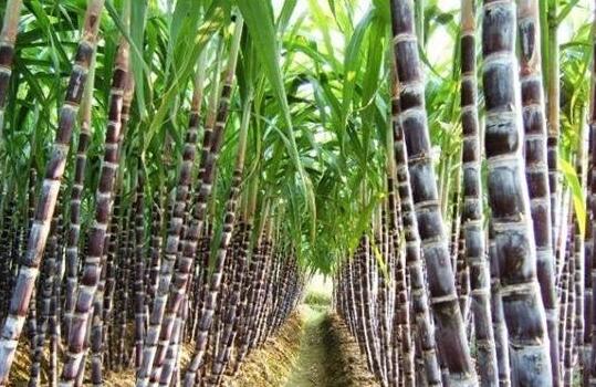 可做双高糖料蔗基地土地整治项目可研报告的公司
